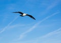 Seagull in gliding flight by day light. Royalty Free Stock Photo