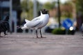 Seagull gliding in front of blue sky Cuxhaven Royalty Free Stock Photo