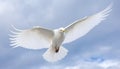 Seagull gliding mid air, spread wings symbolize freedom and tranquility generated by AI Royalty Free Stock Photo