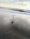 Seagull gliding over sand