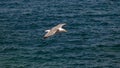 Seagull gliding over the sea