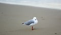 Seagull on a glorious golden beach on a cloudy day