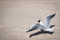 Seagull are going to fly - shadow of wings on sand Royalty Free Stock Photo