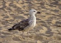 Seagull on the golden sand of the beach