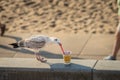 Seagull grabbing plastic and eating food from a cup left on the beach.