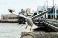 Seagull at Bangpu, Samut-Prakarn, Thailand