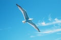 Seagull gracefully flying amidst the vast expanse of blue sky