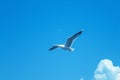 Seagull gracefully flying amidst the vast expanse of blue sky