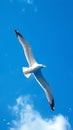 Seagull gracefully flying amidst the vast expanse of blue sky