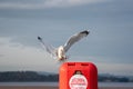 A Seagull swoping down to land on a seaside life preserver.