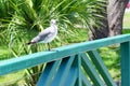 Seagull on a green bridge Royalty Free Stock Photo