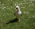 Seagull on the green grass Royalty Free Stock Photo