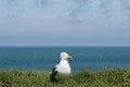 Seagull in the green grass