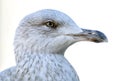 Seagull. Royalty Free Stock Photo