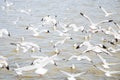 Bangpu, Thailand : Seagull group flying.