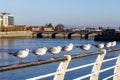 Seagull group resting in Shannon river Royalty Free Stock Photo