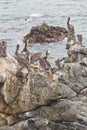 Seagull group resting Royalty Free Stock Photo