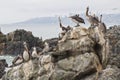 Seagull group resting Royalty Free Stock Photo