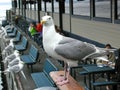 Seagull on Guarde