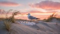 Seagull Protecting Eggs at Sunset on Sandy Beach Royalty Free Stock Photo