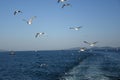 Pigeons fly in sky over the sea in Istanbul Royalty Free Stock Photo