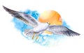 seagull gull on the fly isolated on white background. Flying gull. Bird On The Background Of The Dawn Sun. .Watercolor Royalty Free Stock Photo