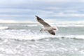 Seagull, gull flying over sea background Royalty Free Stock Photo