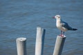 Seagull