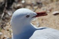 Seagull Royalty Free Stock Photo