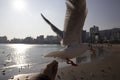 Seagull in Gwangaali Beach, Busan, South Korea, Asia Royalty Free Stock Photo