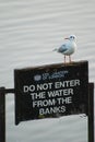 Seagull in Hampstead Heath, London, UK Royalty Free Stock Photo