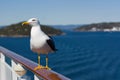 Seagull on handrail