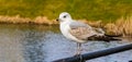 Seagull on handrail Royalty Free Stock Photo