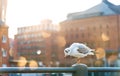 Seagull on handrail Royalty Free Stock Photo