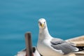 Seagull Royalty Free Stock Photo