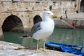 Seagull in a harbor with background blue boats