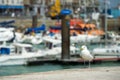 Seagull in harbor Dieppe Royalty Free Stock Photo