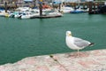 Seagull in harbor Dieppe