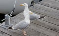 Seagull in the harbor! Royalty Free Stock Photo