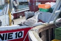 Seagull in the harbor of Niendorf Royalty Free Stock Photo