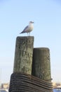 Seagull in the harbor Royalty Free Stock Photo