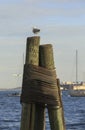 Seagull in the harbor Royalty Free Stock Photo
