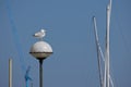 Seagull in harbor Royalty Free Stock Photo