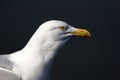 Seagull head close up profile isolated against plain background.