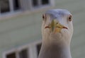 Seagull head close up