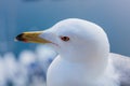 Seagull head close up view