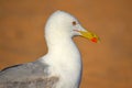 Seagull head closeup