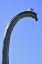 Seagull on head of a reconstruction of Brontosaurus  in outdoor exhibition Royalty Free Stock Photo