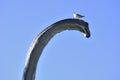 Seagull on head of a reconstruction of Brontosaurus  in outdoor exhibition Royalty Free Stock Photo