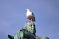 Seagull on the head of replica of statue Willem first Royalty Free Stock Photo